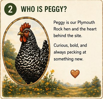 Peggy the Plymouth Rock hen standing in a country field